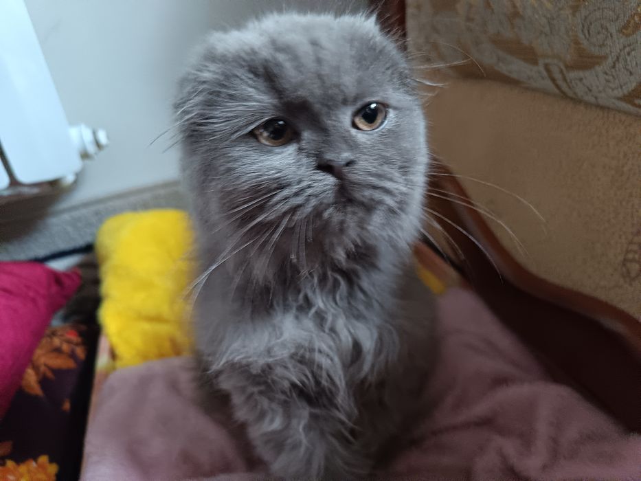 Sotiladi zudli bilan