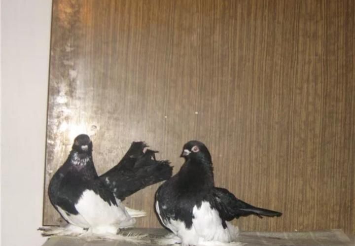 Продам голубей статных