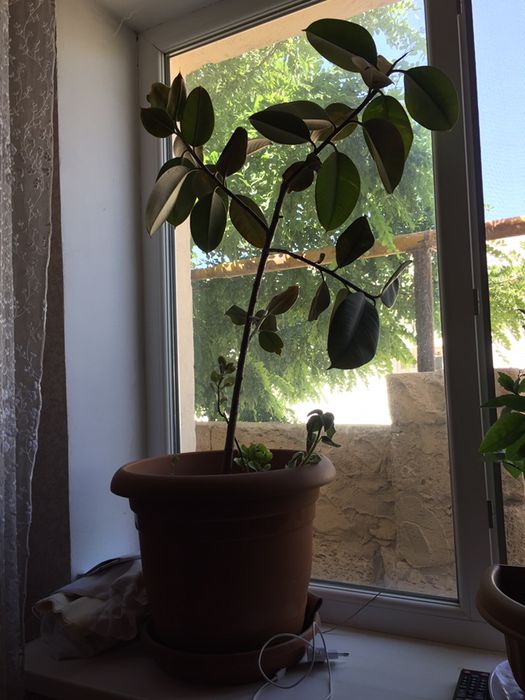 Гүлдер сатылады