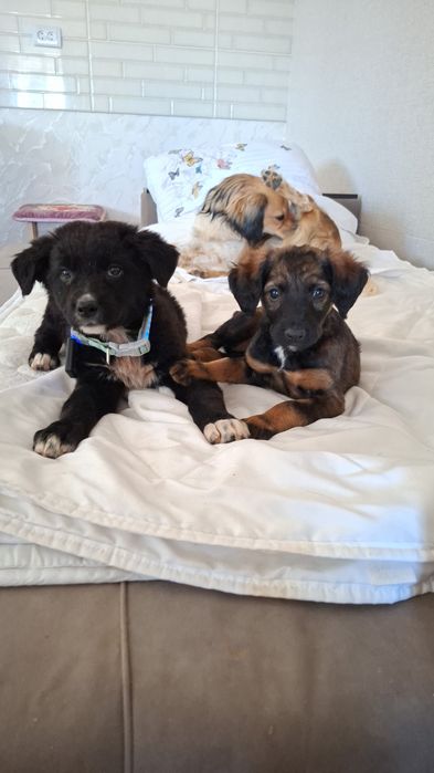 Две подруги  Даша  и  София