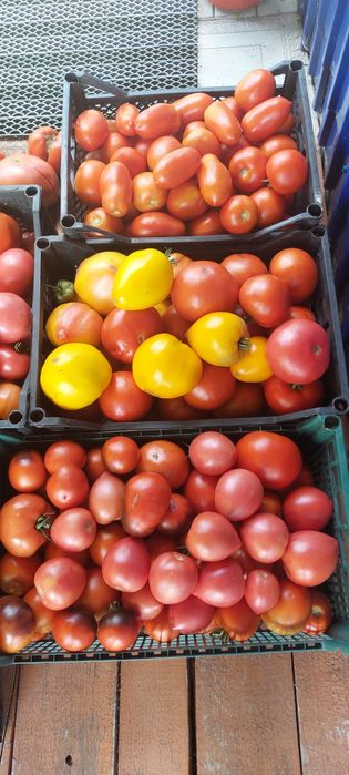 Продам домашние помидоры