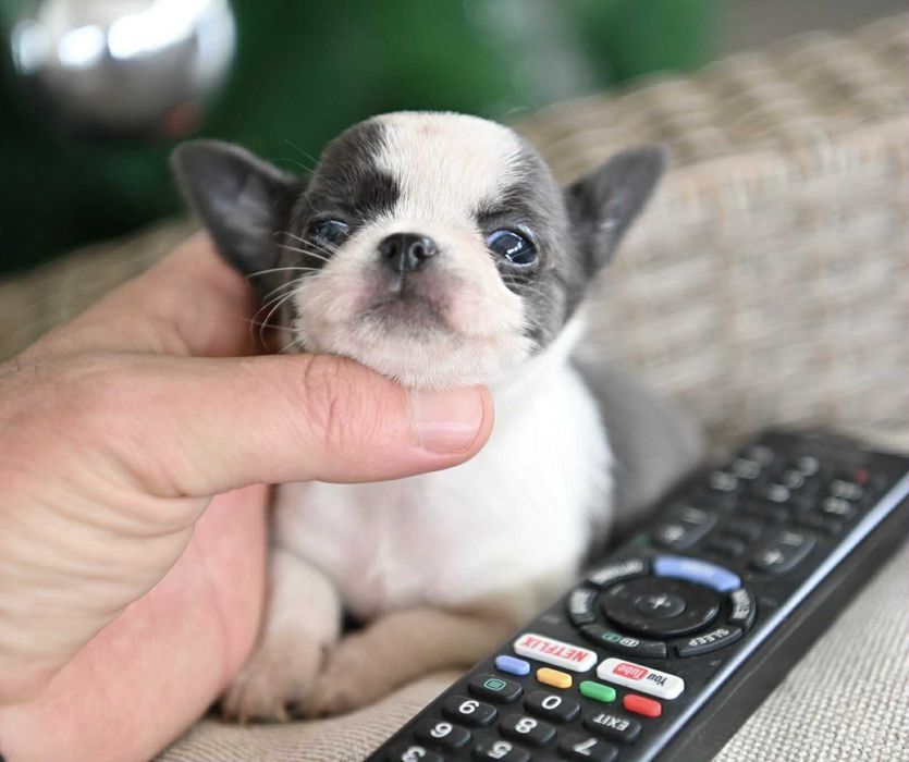 Женско мини чихуахуа бяло синьо