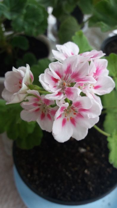 Сортовые пеларгонии.