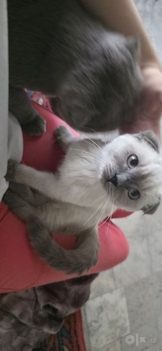 Мушукчалар сотилади!!