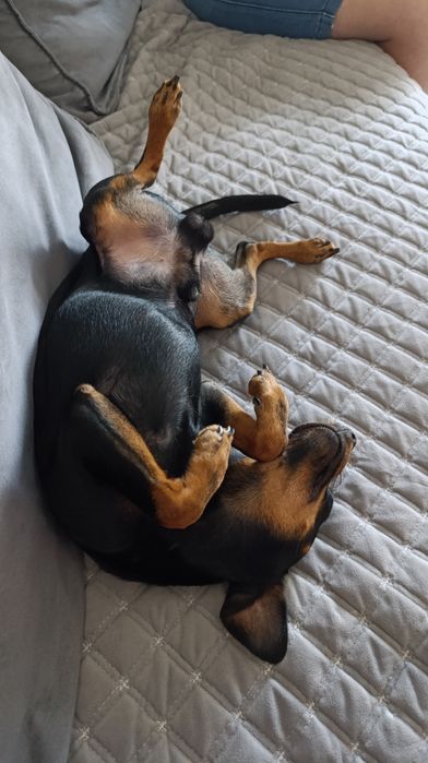 Вязка . Мальчик ищет спутницу.