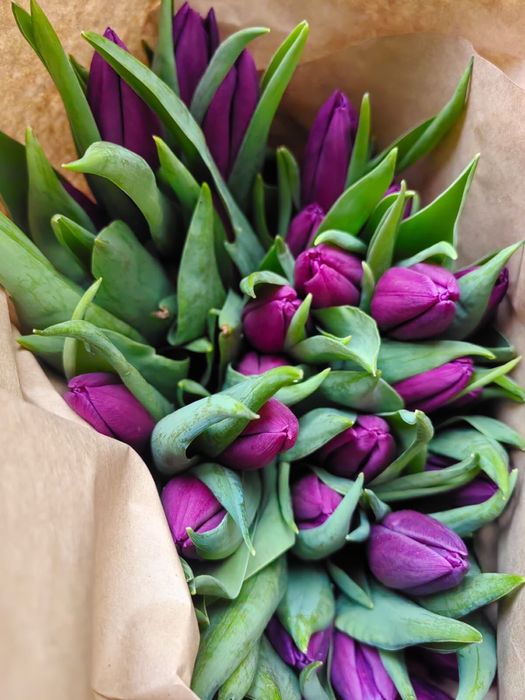 Голландские тюльпаны оптом и в розницу