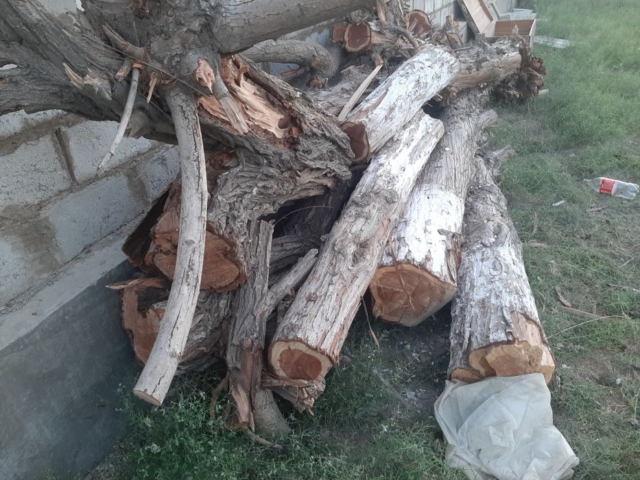 Кундала         сотилади  5 та катта дарахт