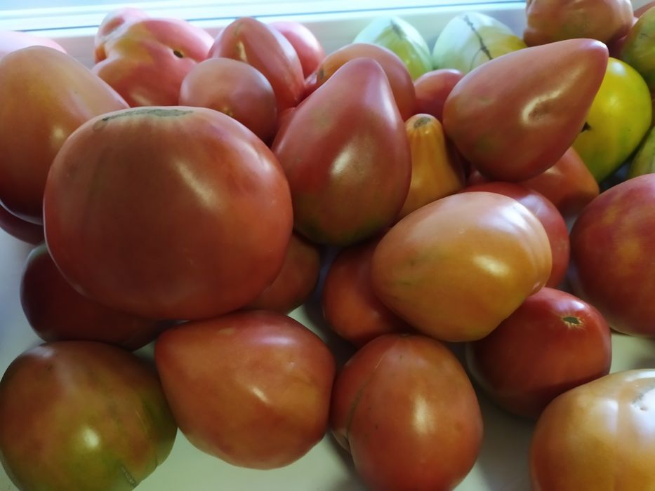 Продам помидоры сладкие, крупные, мясистые