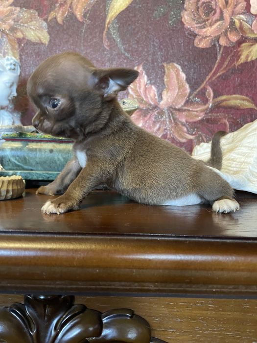 Щенки чихуахуа