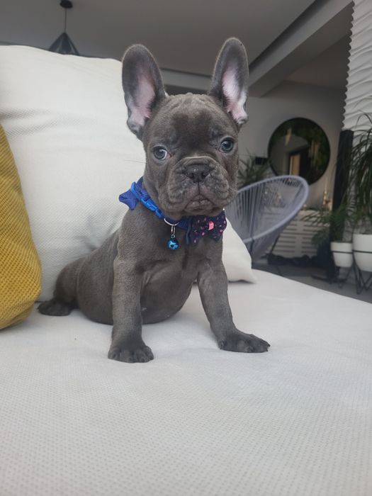 Bulldog francez blue