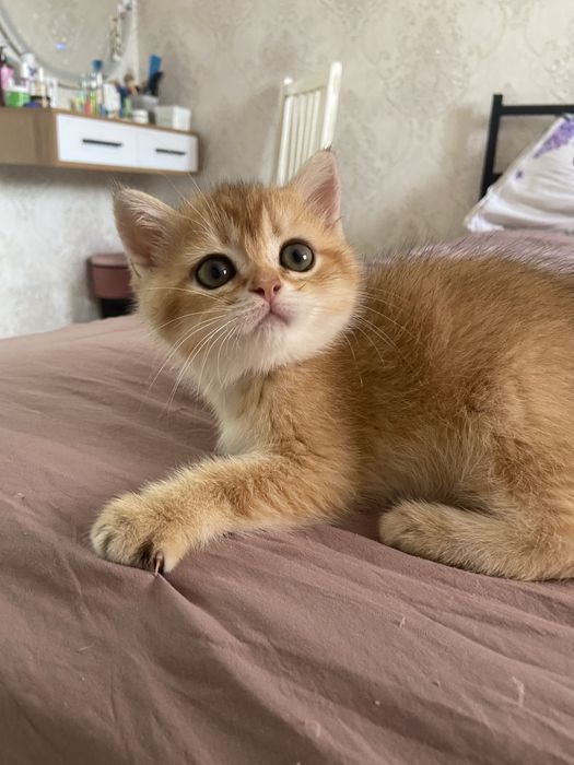 Котята золотые шиншиллы