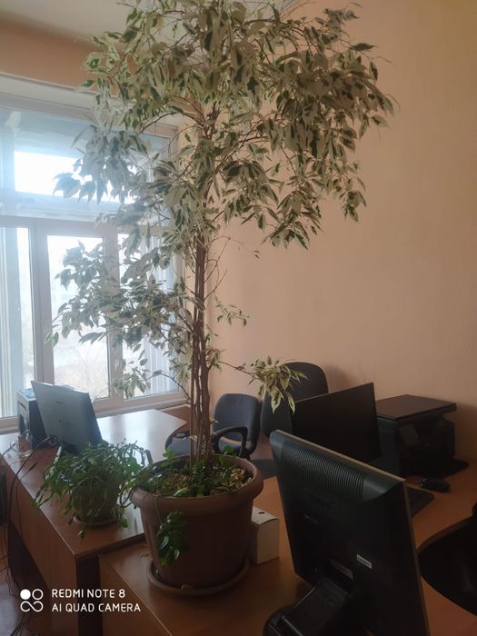 Фикус Бенджамина