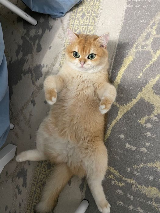 шиншилла, золотая