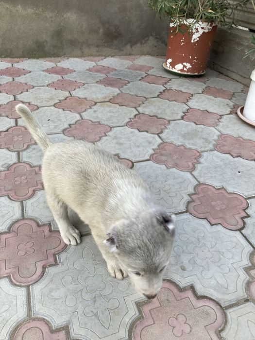Продается щенок Алабай,сучка