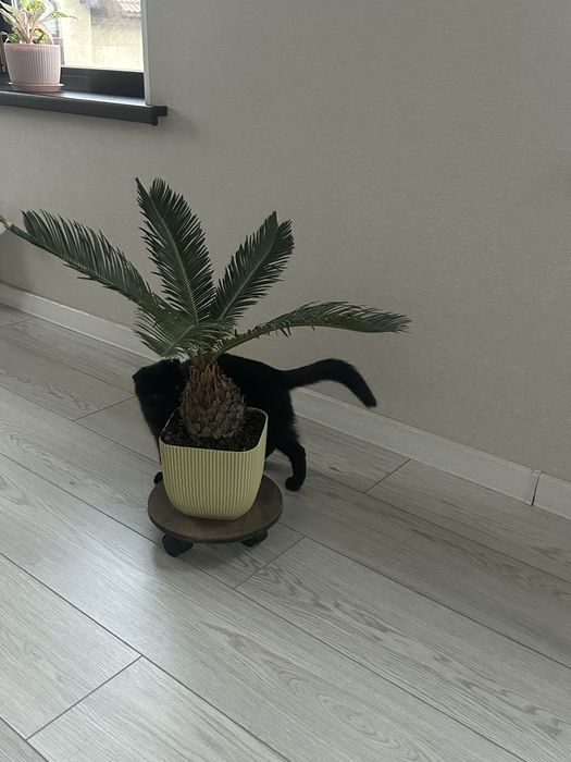 Котенок в добрые руки.