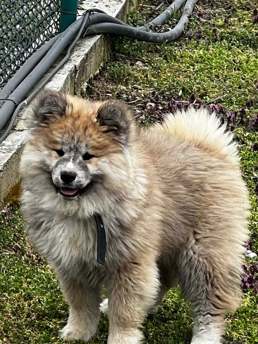 Акита ину на 100 дни