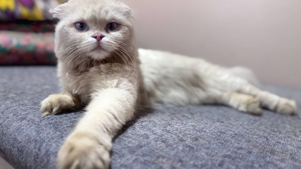 Scottish Fold zoti