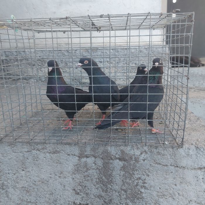 Жук Иран 3 самец 1 самка