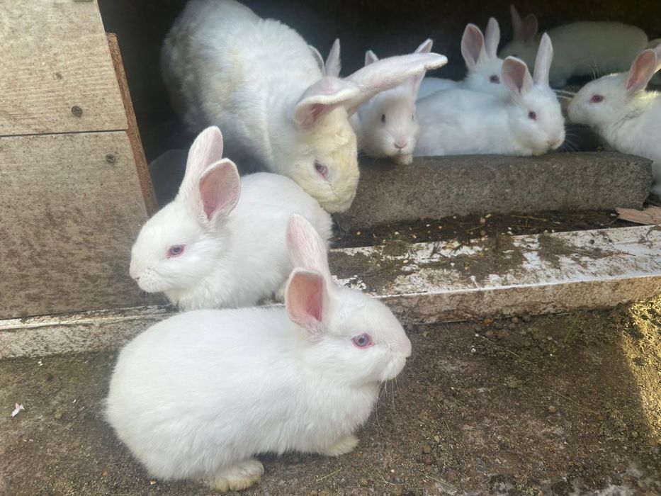 Vand iepuri pannonia pui 100