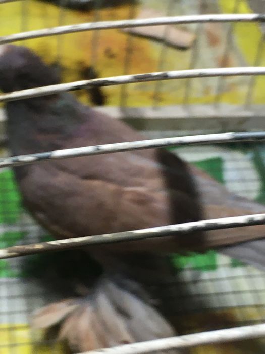 Красная молодая голубка