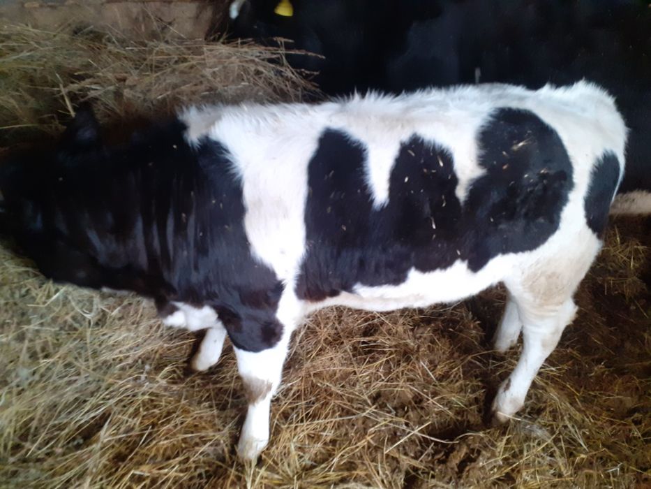 Vitea mare grasa și frumoasa are 3 luni jumate