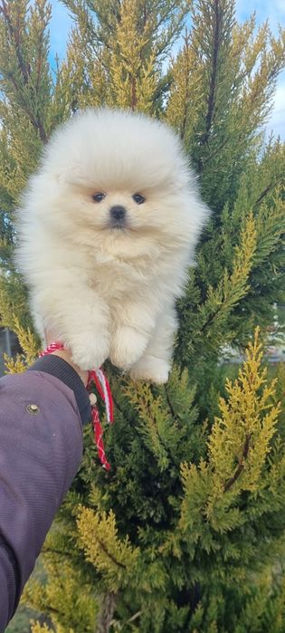 Померан  мини померанче