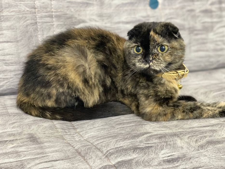 Сотилади, Продается