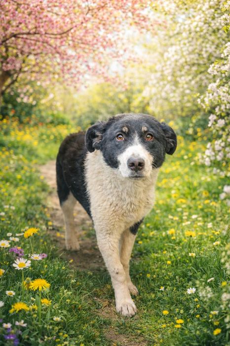 Бимка ищет дом, ему 6 месяцев