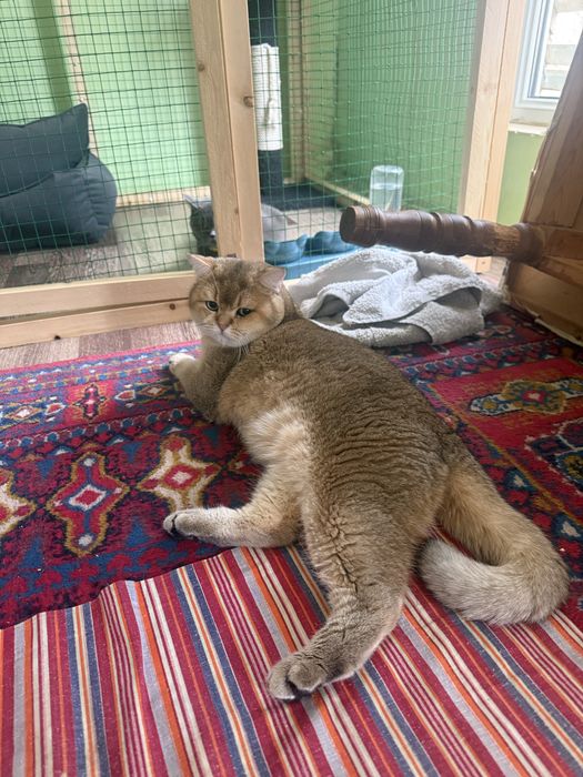 Золотая шиншилла кот на вязку