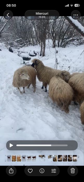 Oite de vanzare gestante si un berbec