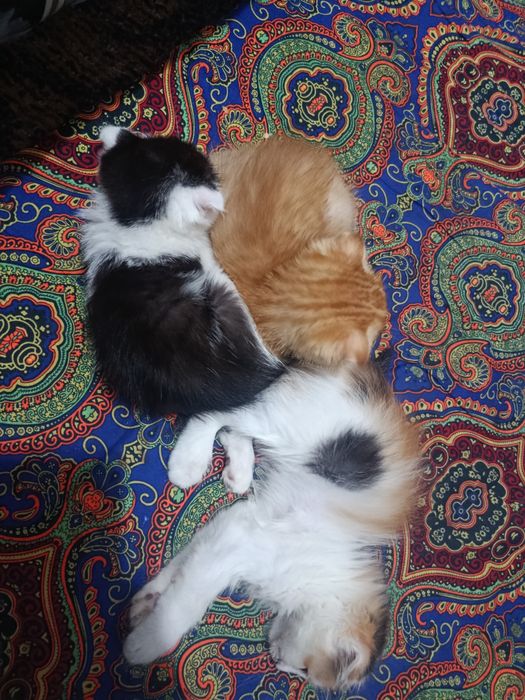 Mushuk bolalari 2 oylik