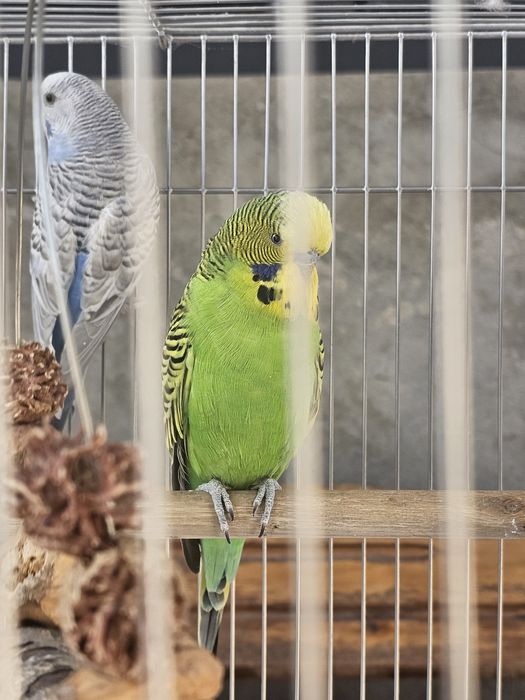 Продаются волнистые попугаи .