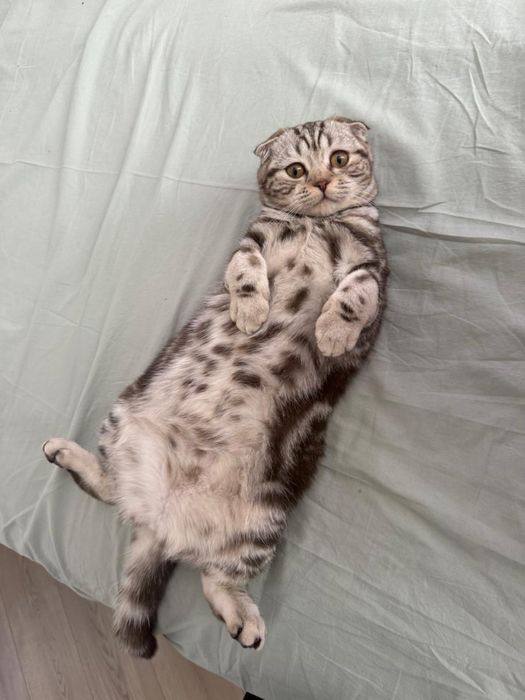 Продам котенка чистокровная шотландка вислоухая