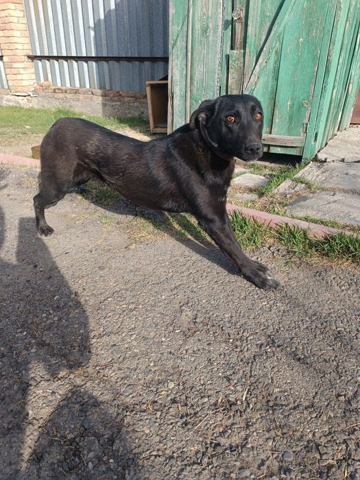 Нужен кабель охотничьей породы для вязки