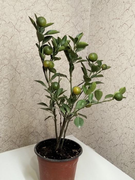 Каламандин цитрус лимон