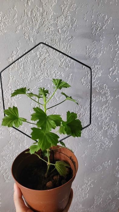 Продам цветы домашние