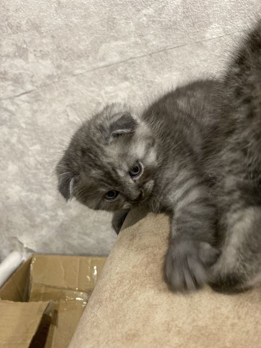 Вислоухие шотла ндцы