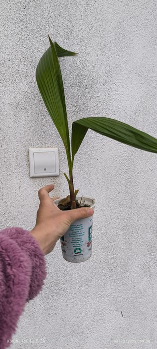 Палми Вашингтон  малки