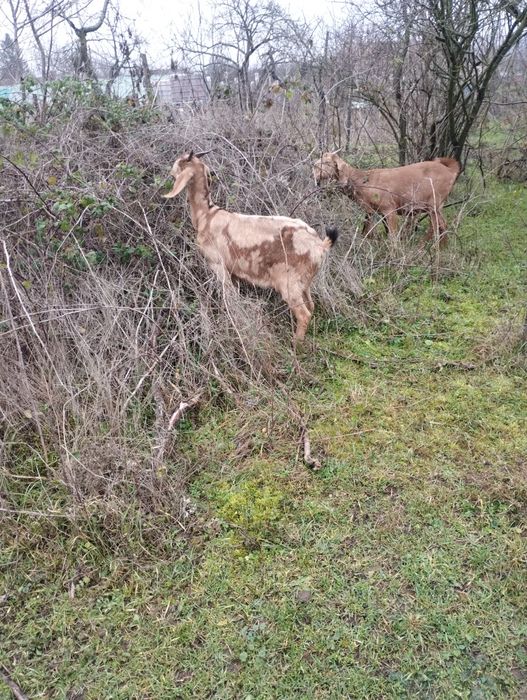 Capre anglo -nubiene