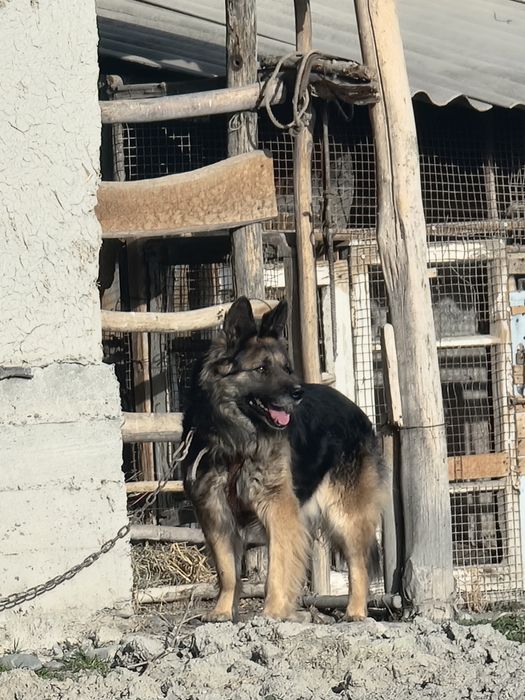 Уч йош ва соглом