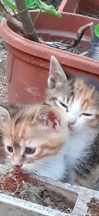 Подарявам  котенца на месец и половина
