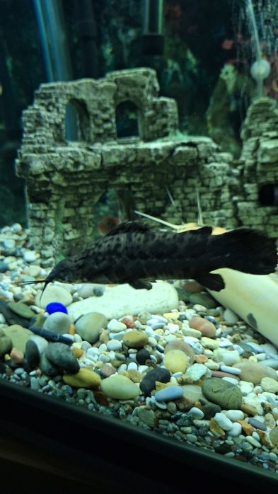 Аквариумные рыбки