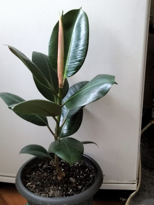 Фикус каучуковый