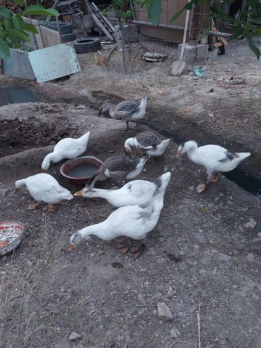 Gozlar sotiladi hammasini bir joygq bosa keliwtiramiz
