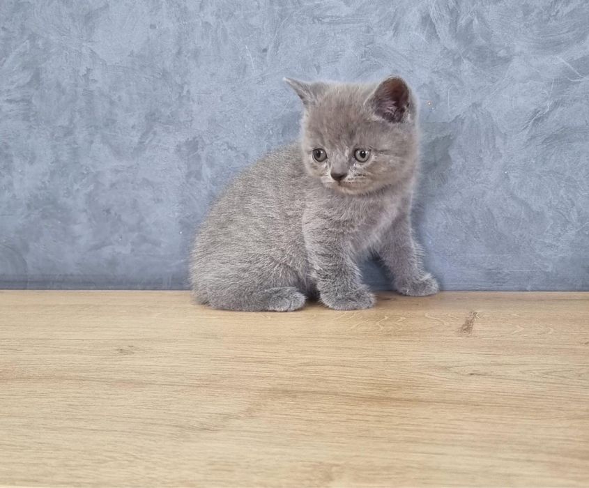 Pui Scottish Fold