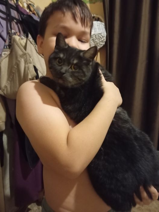 Кошка-чернобурка ищет семью