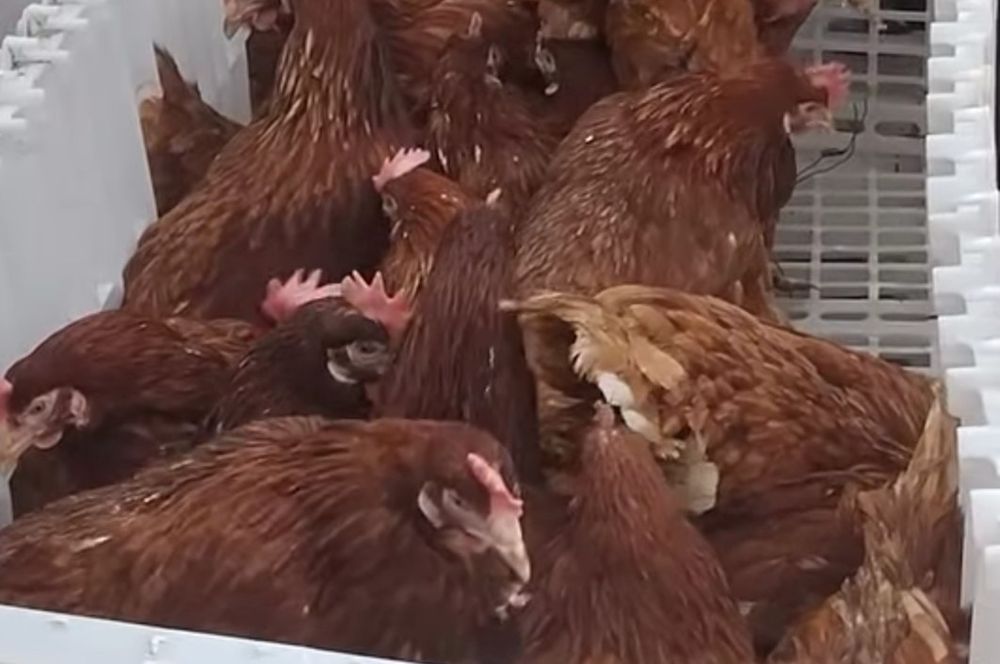 Găini roșii ouătoare și albe de carne