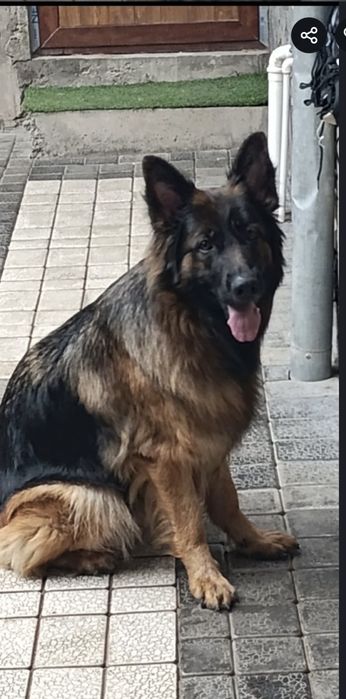 Продаются щенки нем авчарки