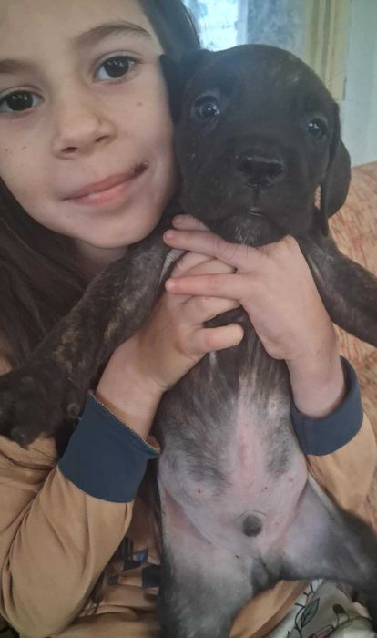 Кане Корсо кученца