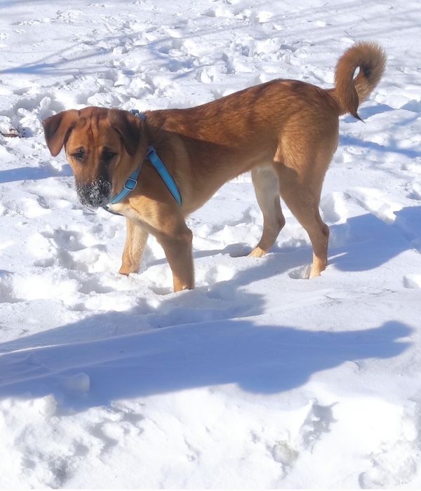 Щенок собака бесплатно